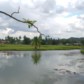 Environment & Climate Change in Kerala